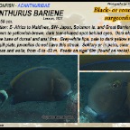 Acanthurus bariene - Black-spot surgeonfish