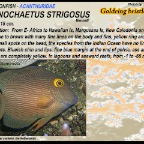 Ctenochaetus strigosus - Goldring bristletooth