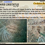 Samaris  cristatus - Cockatoo flounder