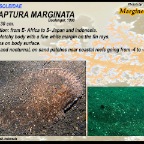 Synaptura  marginata - Margined sole