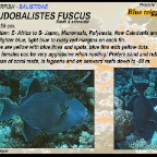 Pseudobalistes fuscus - Blue triggerfish