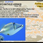 Rhinecanthus assasi - Arabian picasso triggerfish