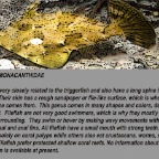 Filefish info.