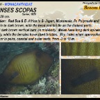 Amanses scopas - Broom filefish
