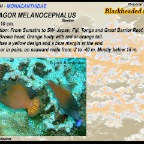 Pervagor melanocephalus - Blackheaded filefish