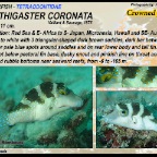 Canthigaster papua - Papuan toby