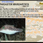 Canthigaster margaritata - Pearl toby