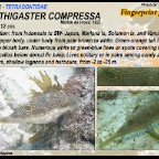 Canthigaster compressa - Fingerprint puffer