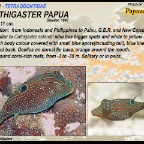Canthigaster coronata - Crowned puffer