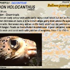 Diodon holocanthus - Balloon pocupinefish