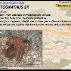 Opistognathus sp_6 - Chinstrap jawfish