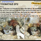 Opistognathus variabilis - Variable jawfish
