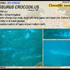 Tylosurus crocodilus - Crocodile needlefish
