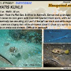 Dasyatis kuhlii - Bluespotted stingray