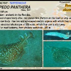 Torpedo panthera - Panther electric ray