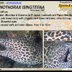 Gymnothorax  isingteena - Spotted moray eel