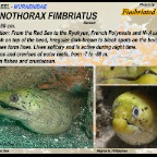 Gymnothorax fimbriatus - Fimbriated moray eel