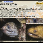 Echidna polyzona - Barred moray eel
