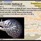 Enchelycore pardalis - Leopard moray eel