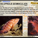 Cephalopholis sexmaculata - Sixspot