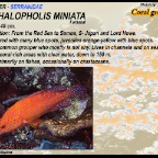 Cephalopholis miniata - Coral
