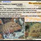 Cephalopholis cyanostigma - Blue-