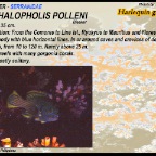 Cephalopholis polleni - Harlequin