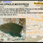 Cephalopholis microprion - Freckled