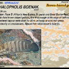 Cephalopholis boenak - Brown-barred