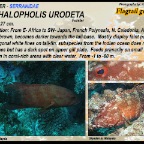 Cephalopholis urodeta - Flagtail