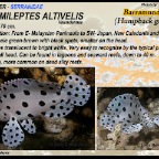 Cromileptes altivelis - Barramundi
