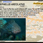 Epinephelus areolatus - Areolate