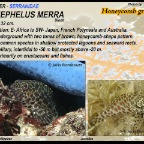 Epinephelus merra - Honeycomb