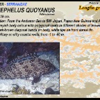 Epinephelus quoyanus - Longfin