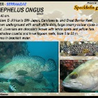Epinephelus ongus - Specklefin