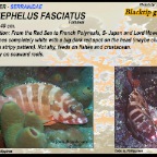 Epinephelus fasciatus - Blacktip