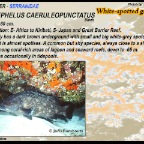 Epinephelus caeruleopunctatus 