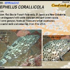 Epinephelus corallicola - Coral-rock