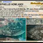 Epinephelus howlandi - Blacksaddle