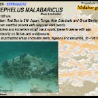 Epinephelus malabaricus - Malabar