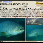 Epinephelus lanceolatus - Giant
