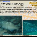 Plectropomus areolatus - Squaretail