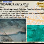 Plectropomus maculatus -  Spotted