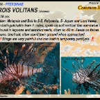Pterois volitans - Common lionfish