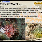 Pterois antennata - Spotfin