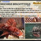 Dendrochirus brachypterus - Shortfin