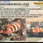 Dendrochirus biocellatus - Twinspot