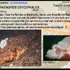 Scorpaenopsis oxycephalus - Tassled