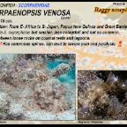 Scorpaenopsis venosa - Raggy