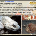Scorpaenopsis diabolus - False